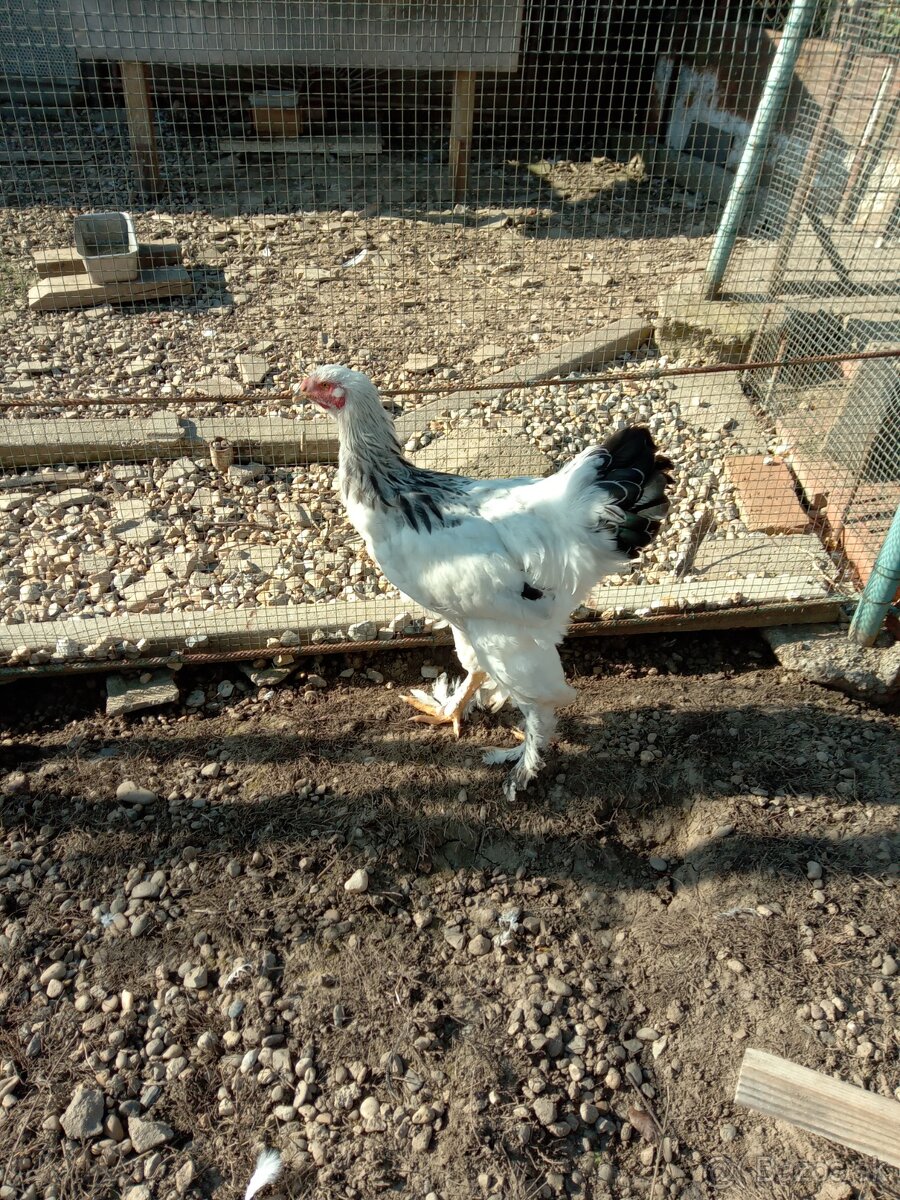 Kohút brahmanka. - 3