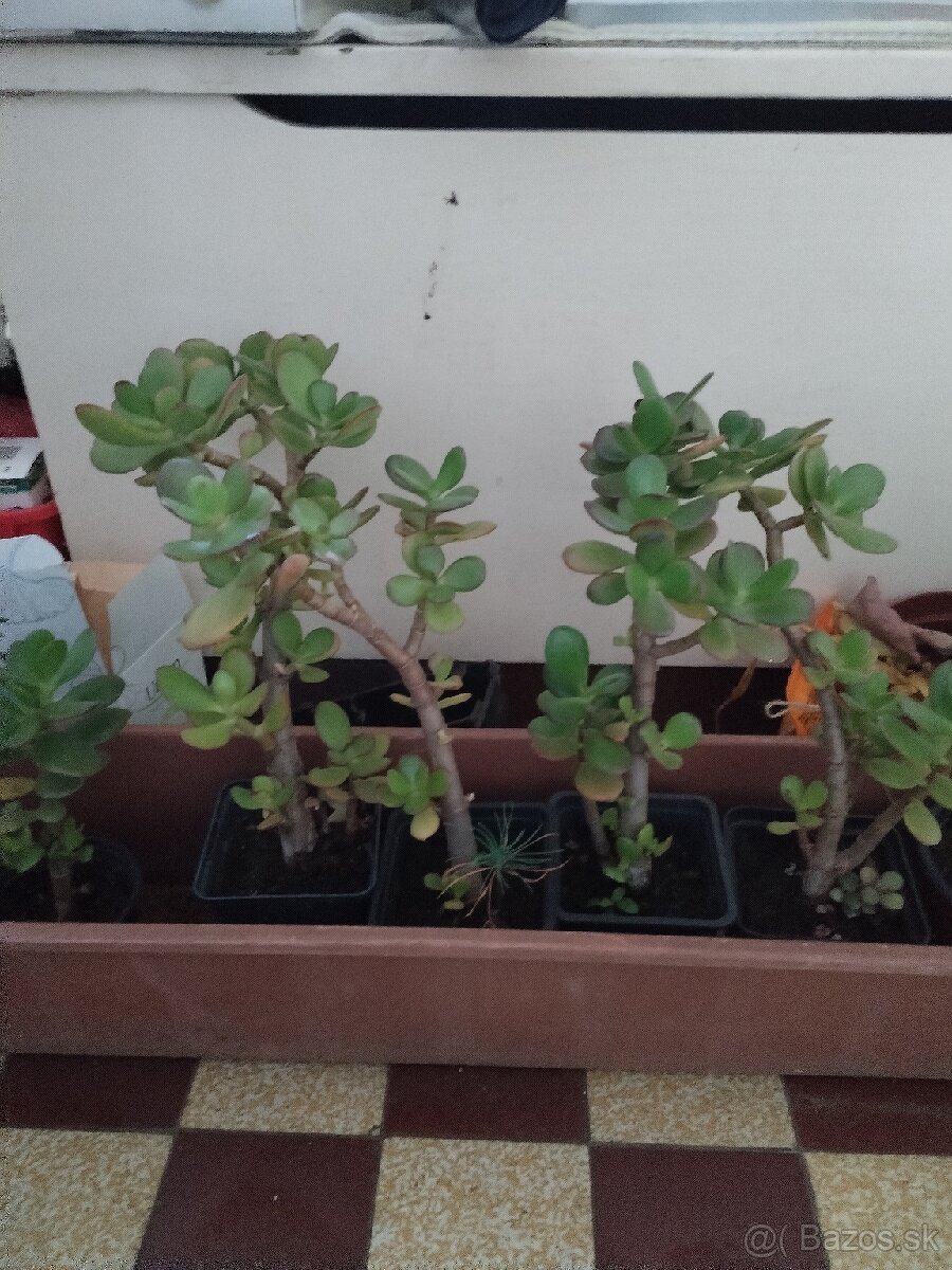 Tucnolist crasula ovata - 3