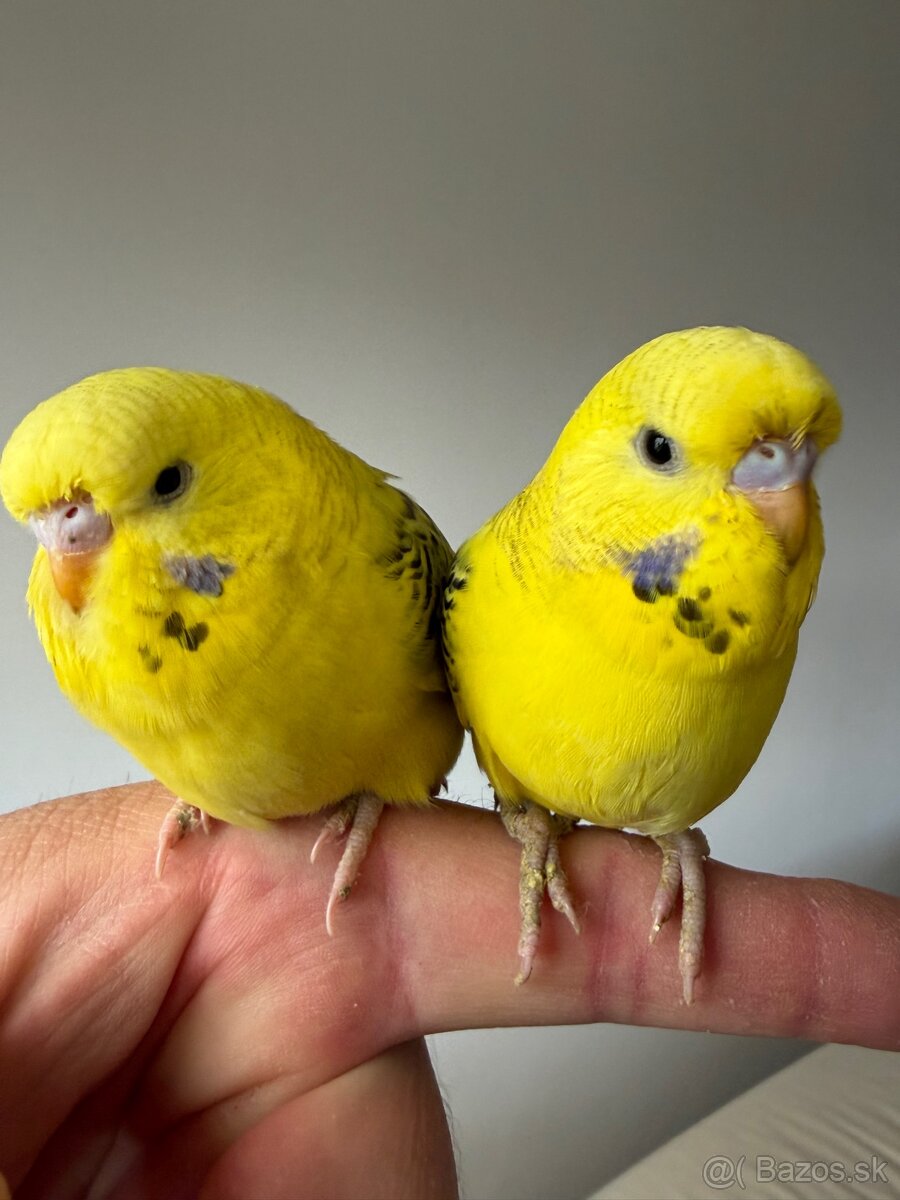 Andulky Maznačikovia krotke - 3