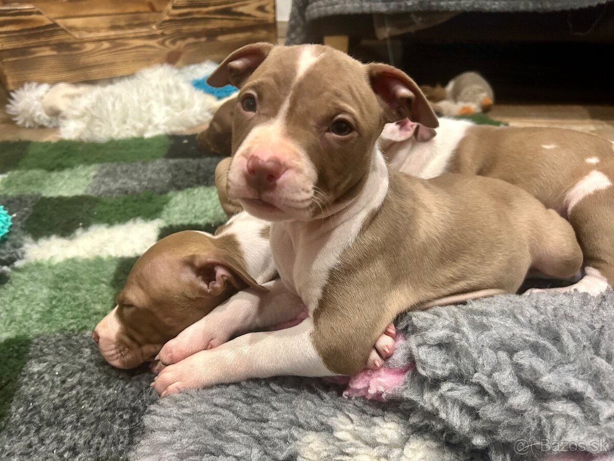 Americky pitbull terier - 3