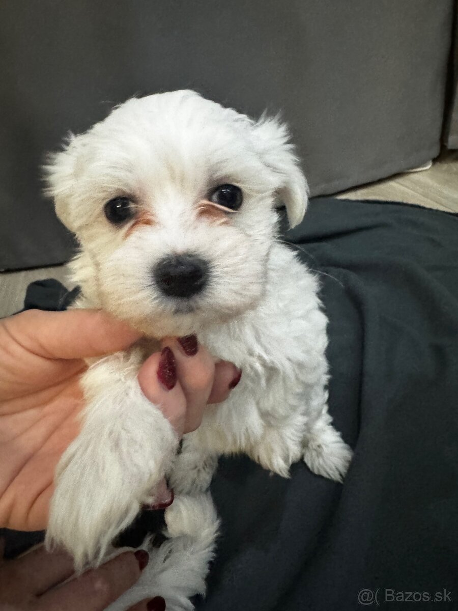 Maltezák - 3