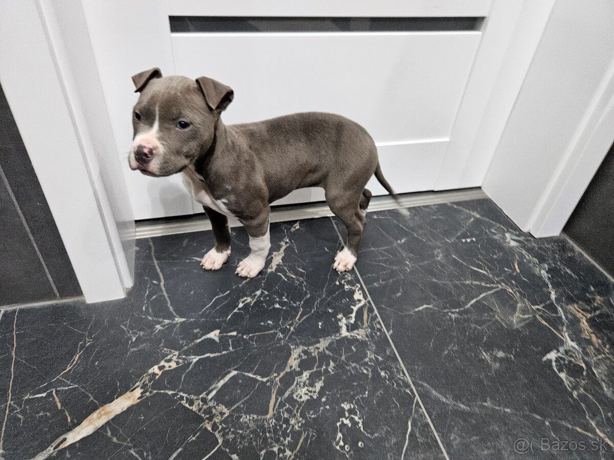 Americki staffordshire teriéra - Blue - 3