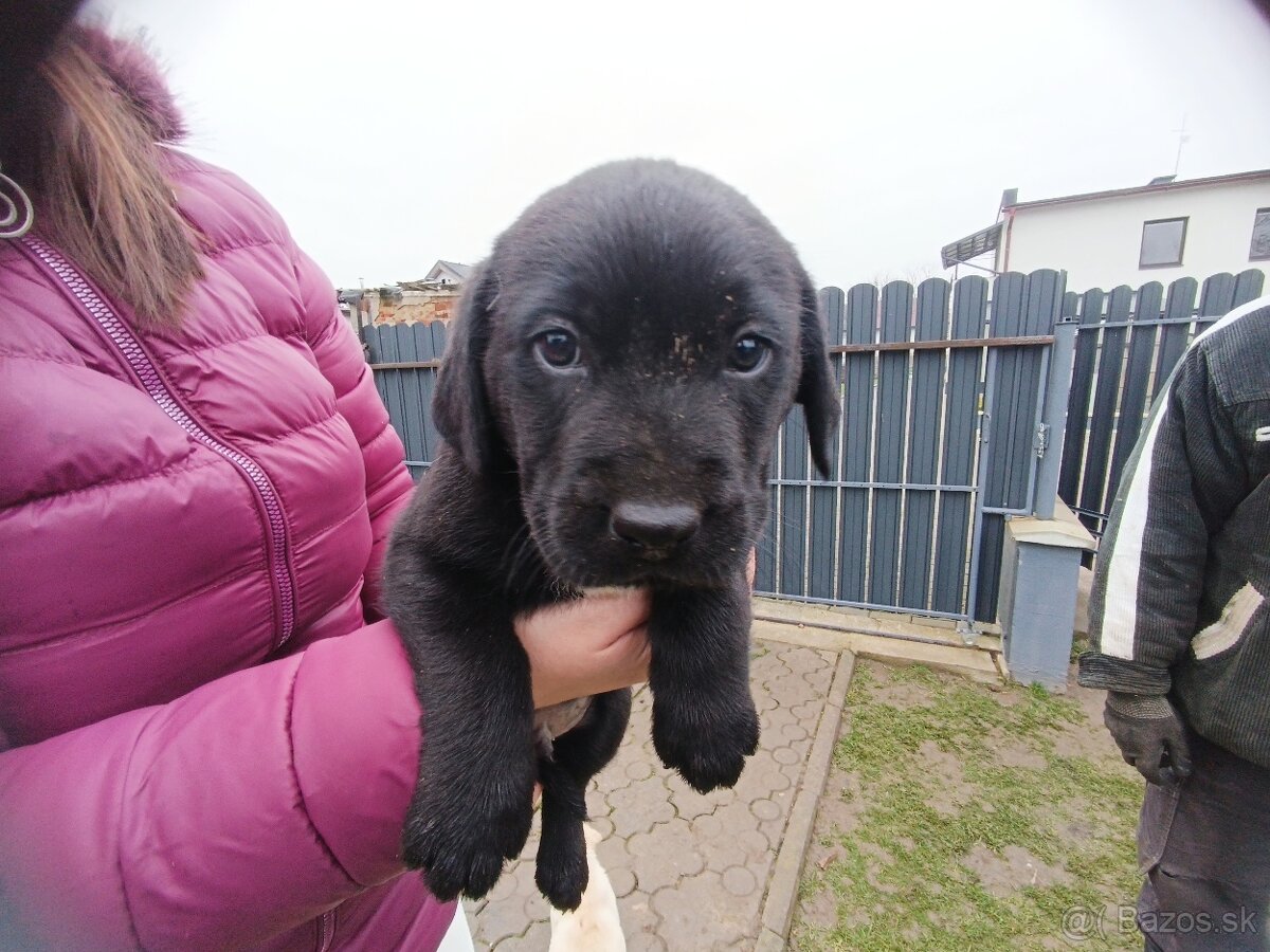 Predám šteniatka Labradora - 3