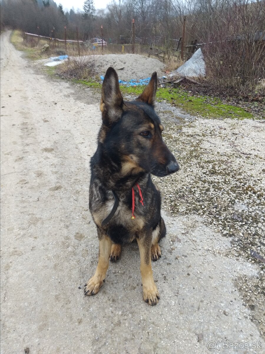 Fenka Bella 8.rokov - 3