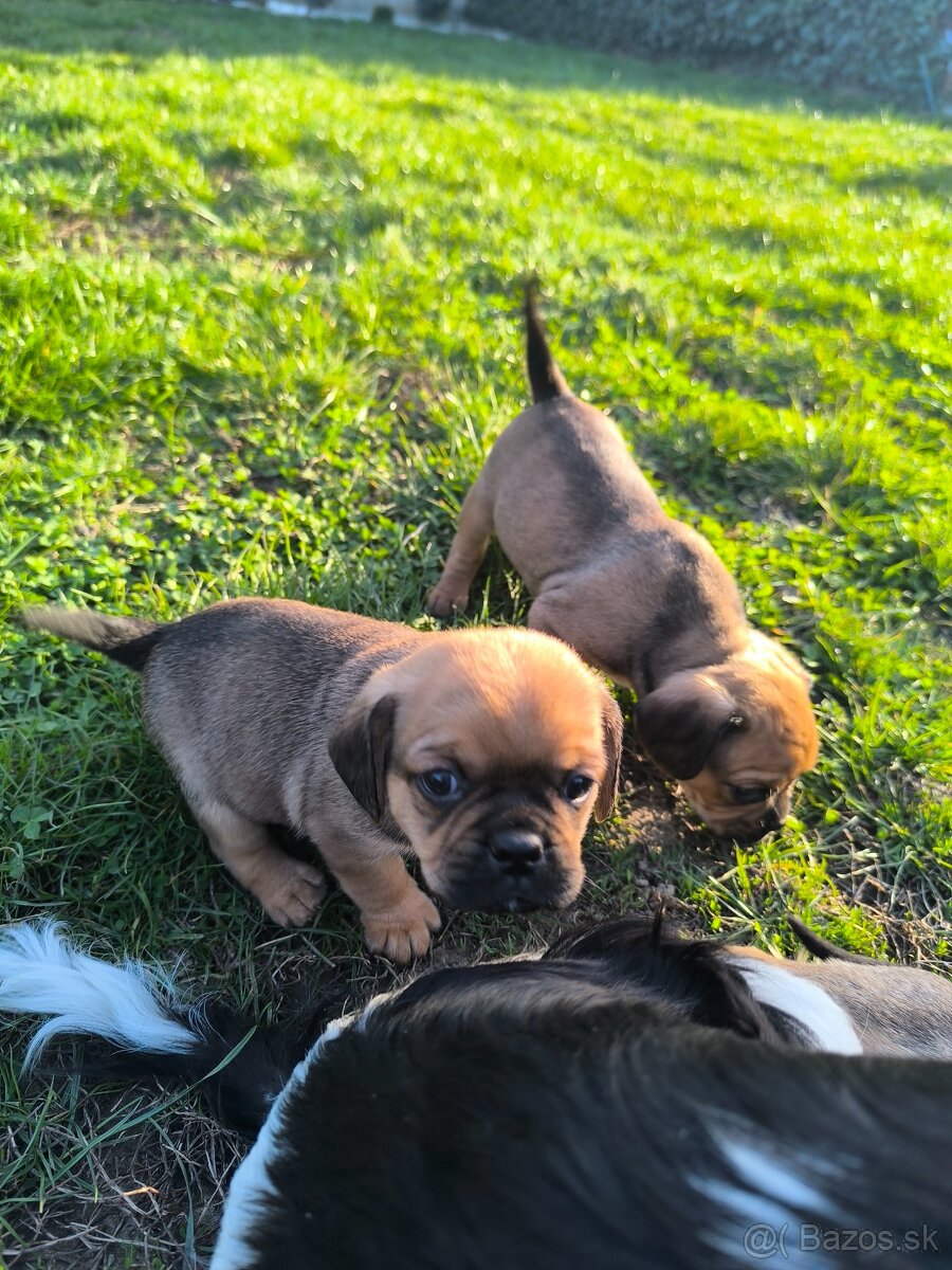 Šteniatka cavalier - 3