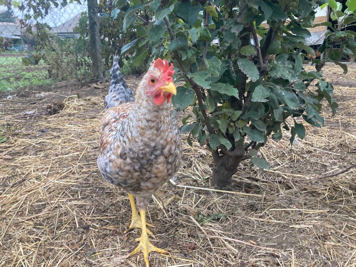 Predam mlade kohutiky cream legbar a svedska kvetina - 3