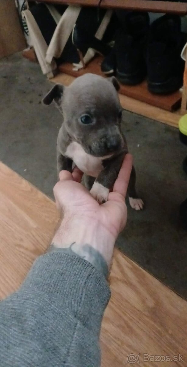 Stafforshierd x Xl bully - 3