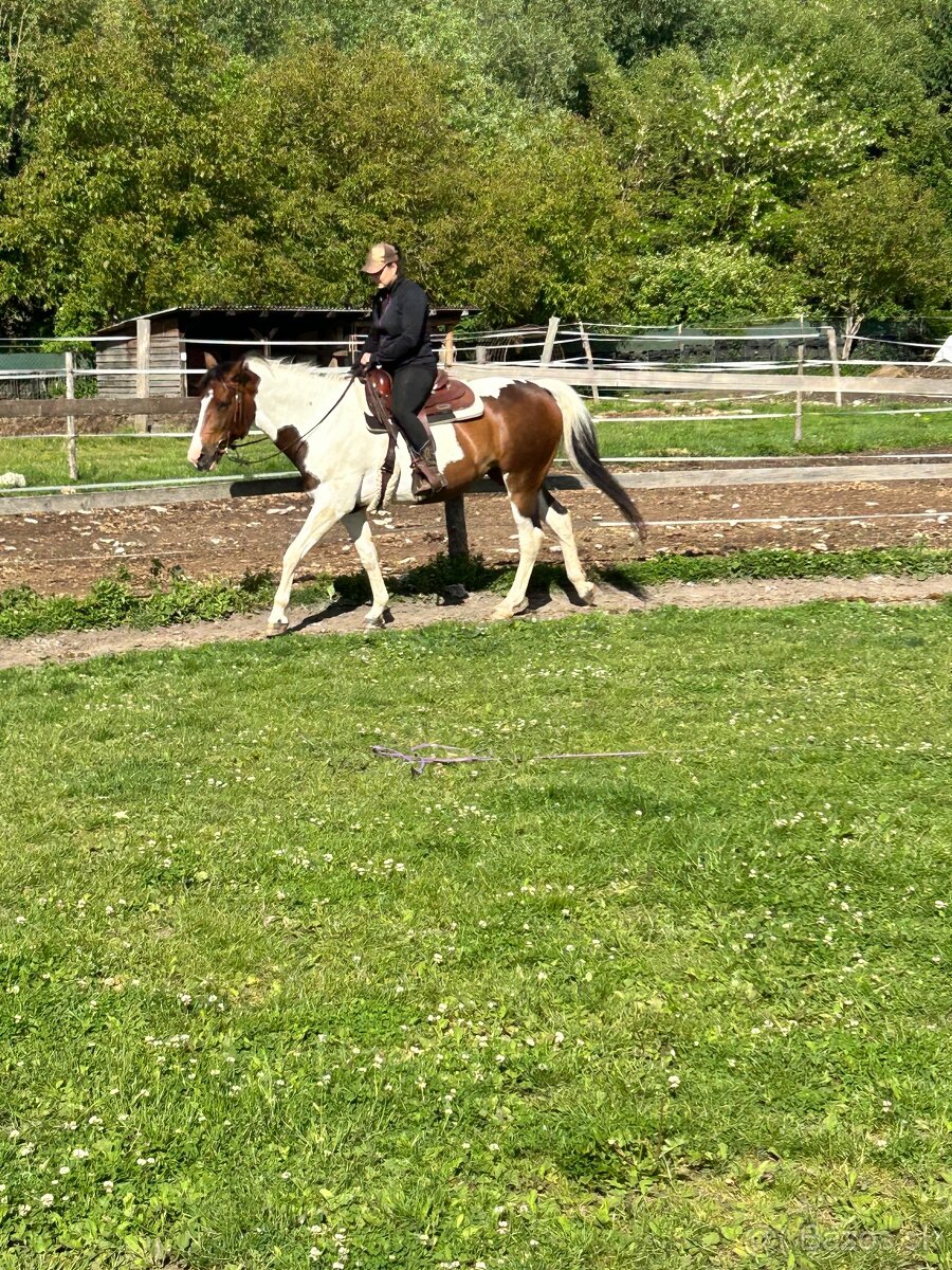 Predam kobylu 7 rokov - 3