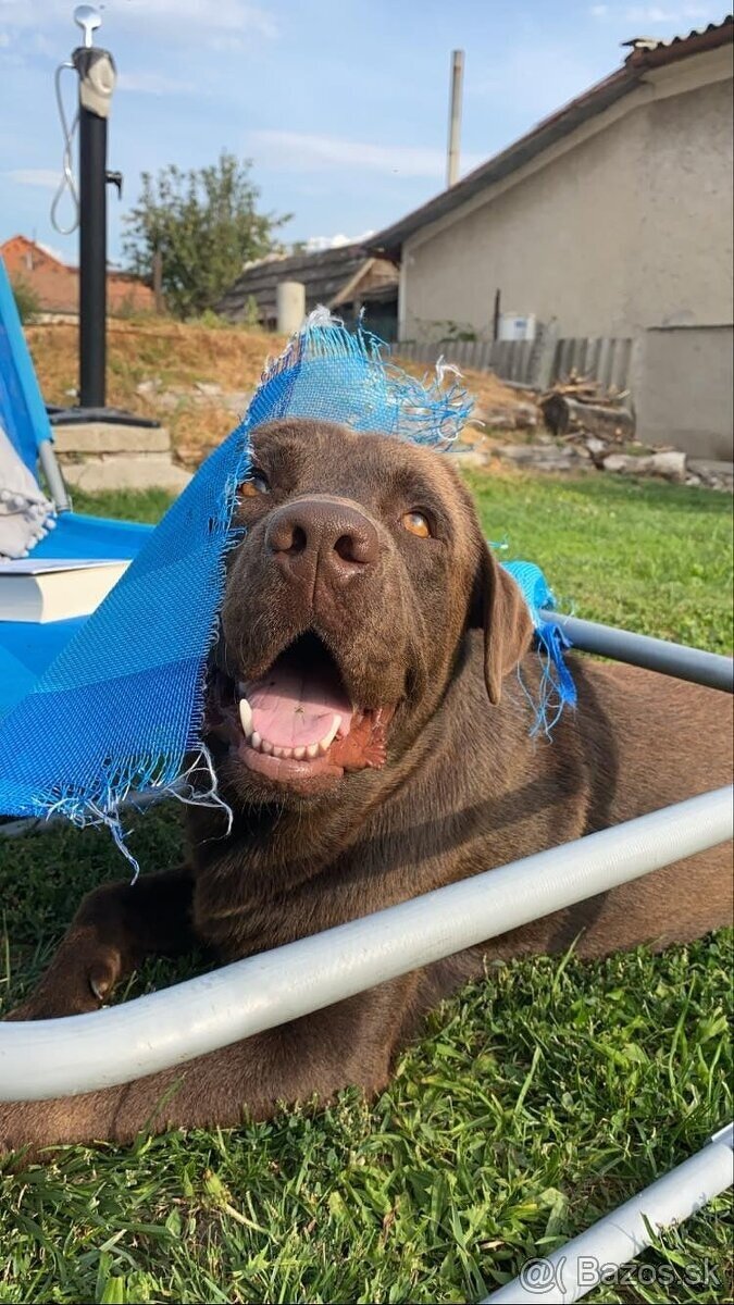 Labrador na krytie - 3