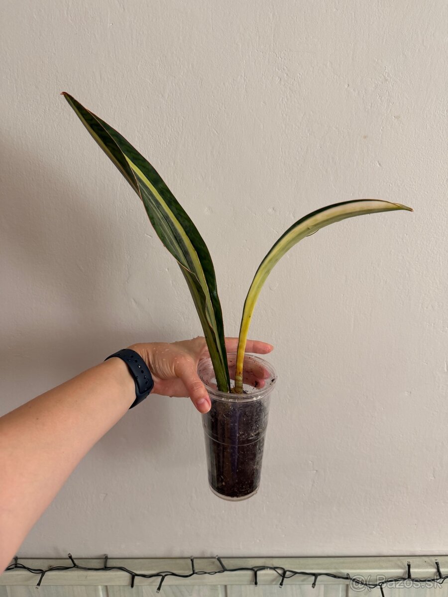 Sansevieria svokrine jazyky - 3