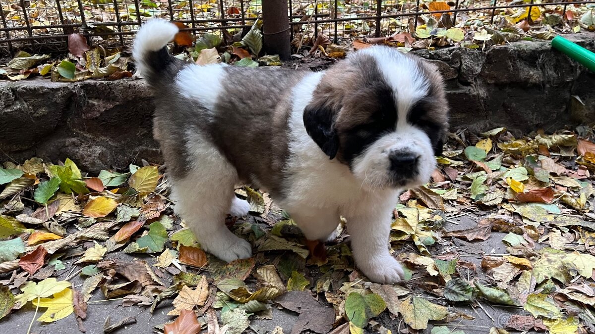 Šteniatka Moskovský trážny pes - 3