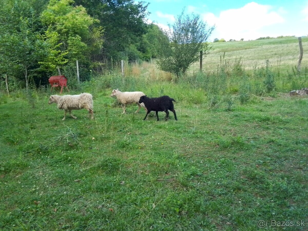 Predám quessantské mini ovečky - 3