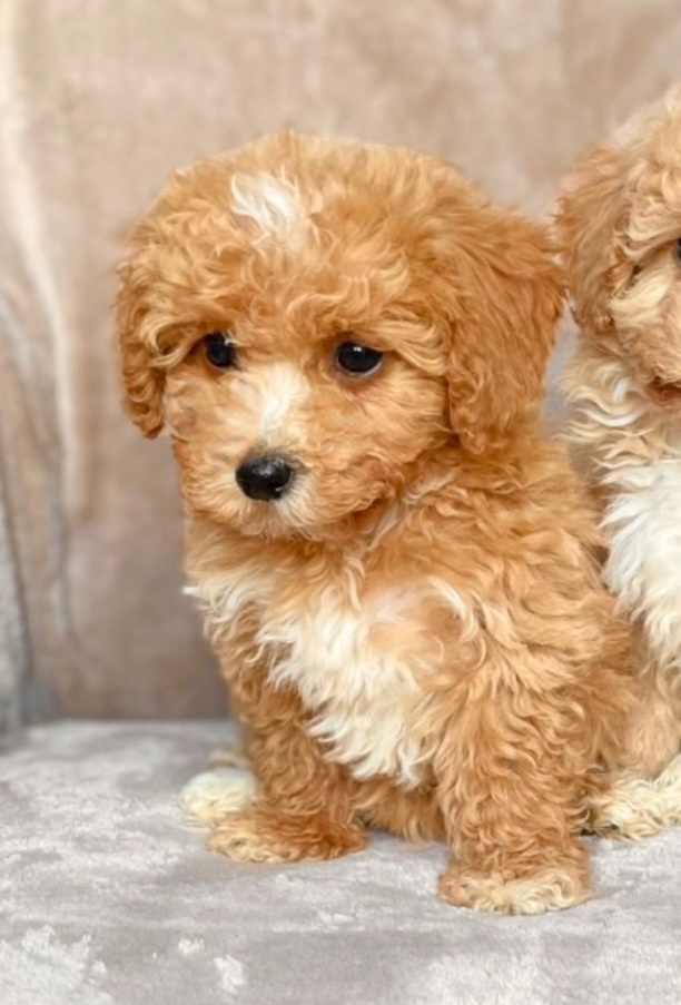 Red and white girl Maltipoo = Pudel + Maltese - 3