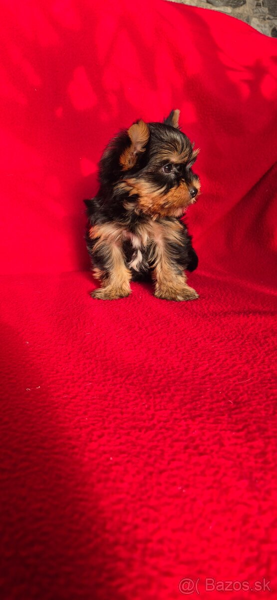 Yorkshirsky terier - 3