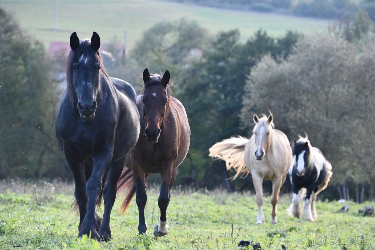 USTAJNENIE / JAZDENIE - 3