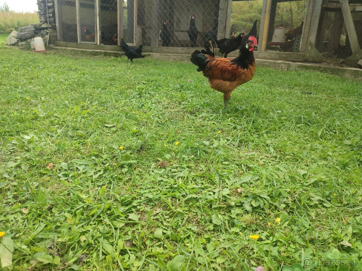 Forverka,Lafleška, AyamCemani, Hempširka - 3