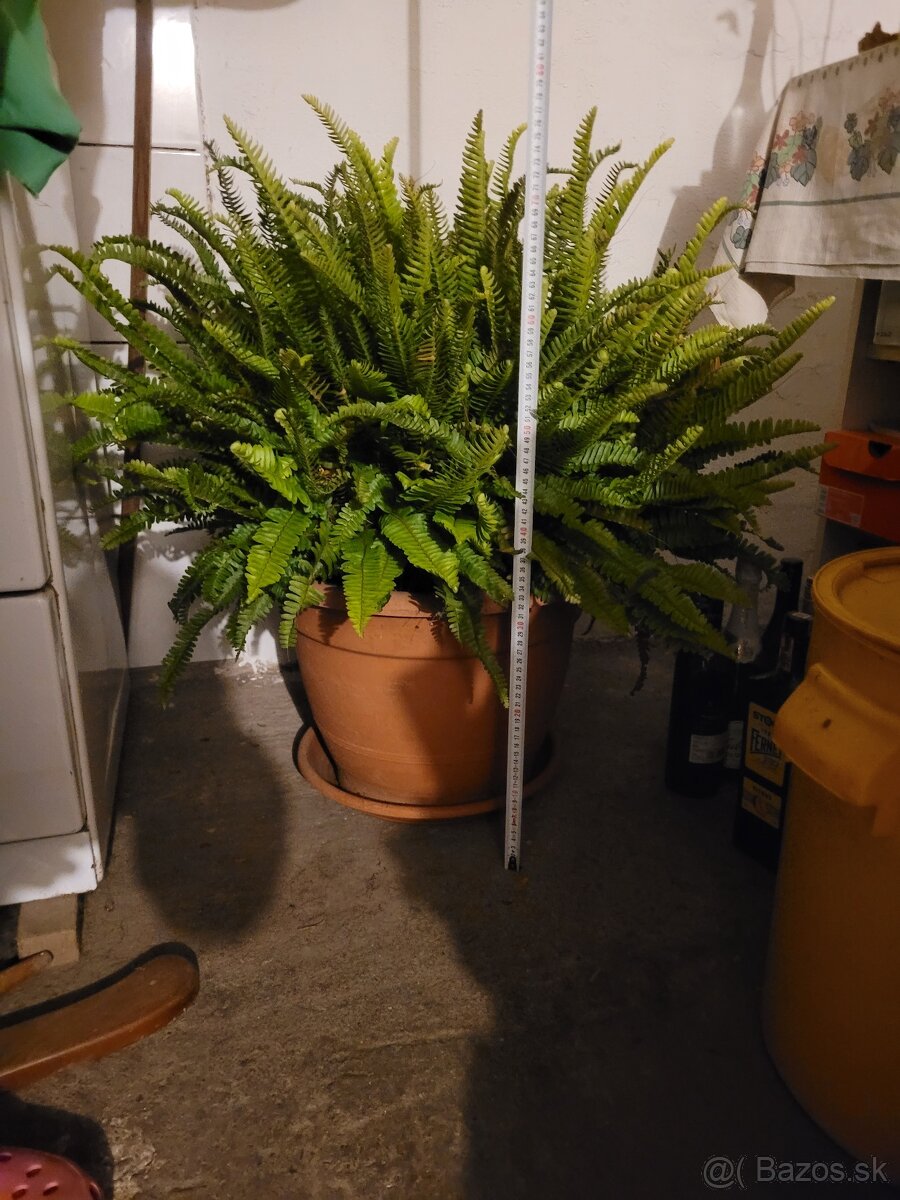 Predám papraď - 3