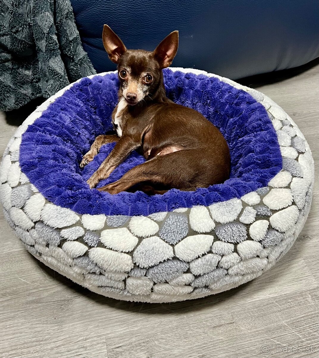 Darujem čivavku Fenku čokoladová - 3