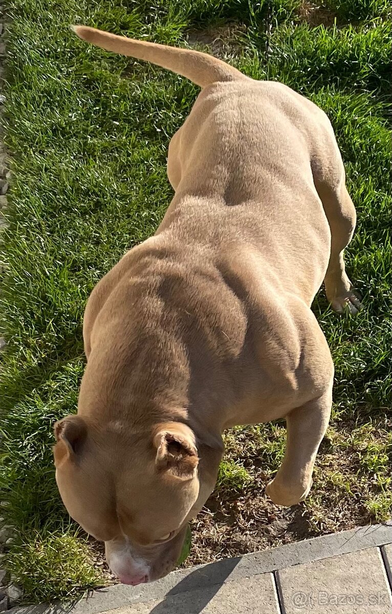 American Bully krytie - 3