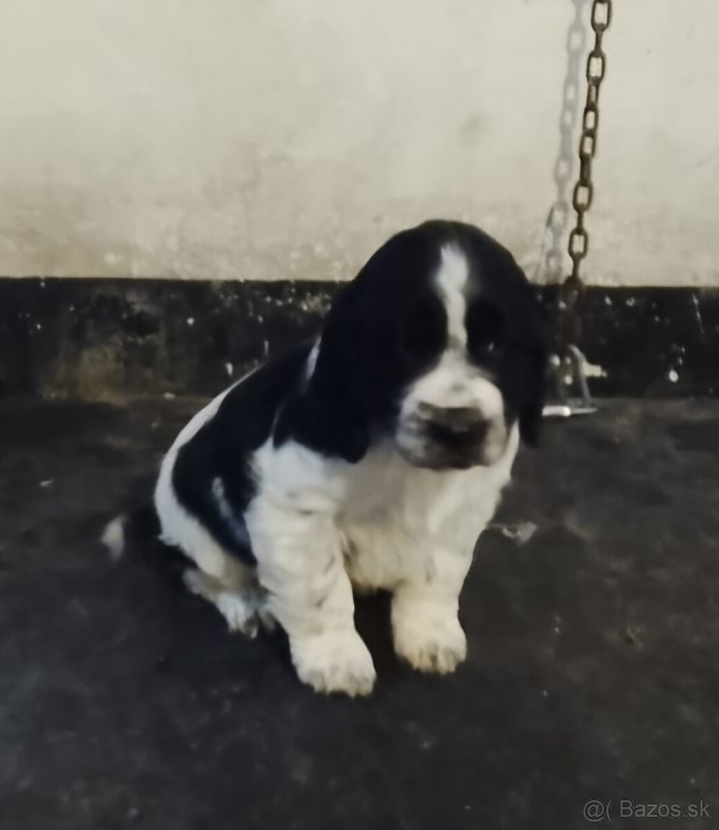 Anglický springeršpaniel - 3