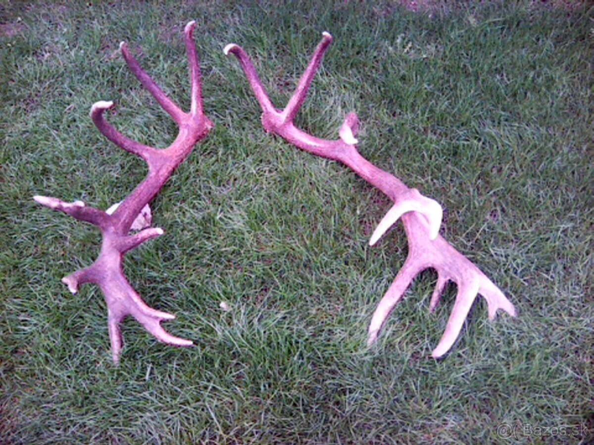 Jelenie zhody predaj - 3