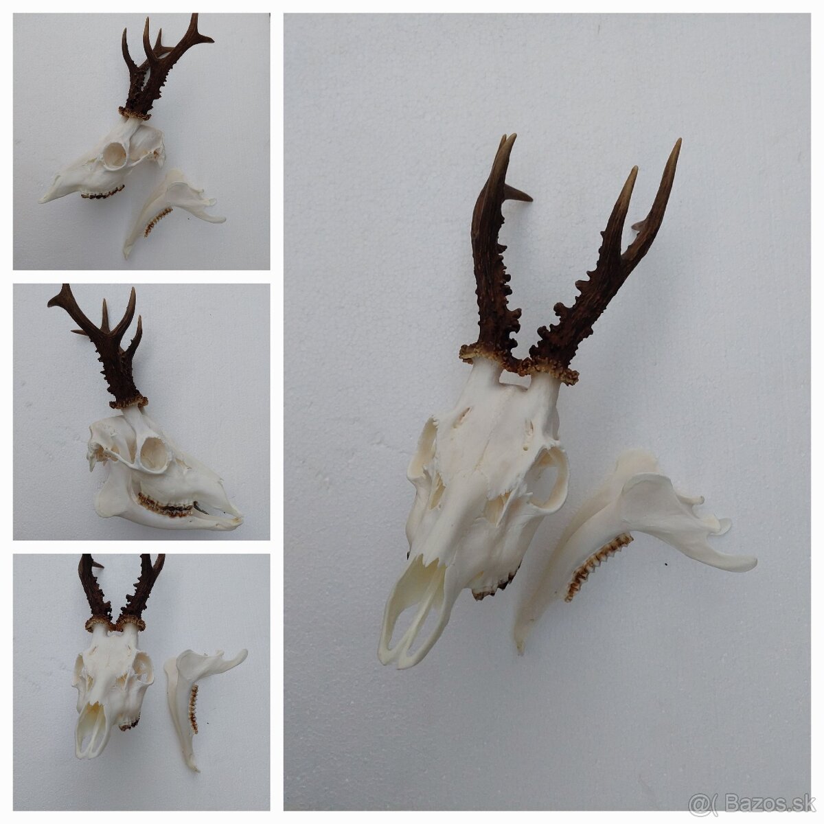 Vyvarenie čiestenie bielenie a úprava poľovníckych trofeji - 3