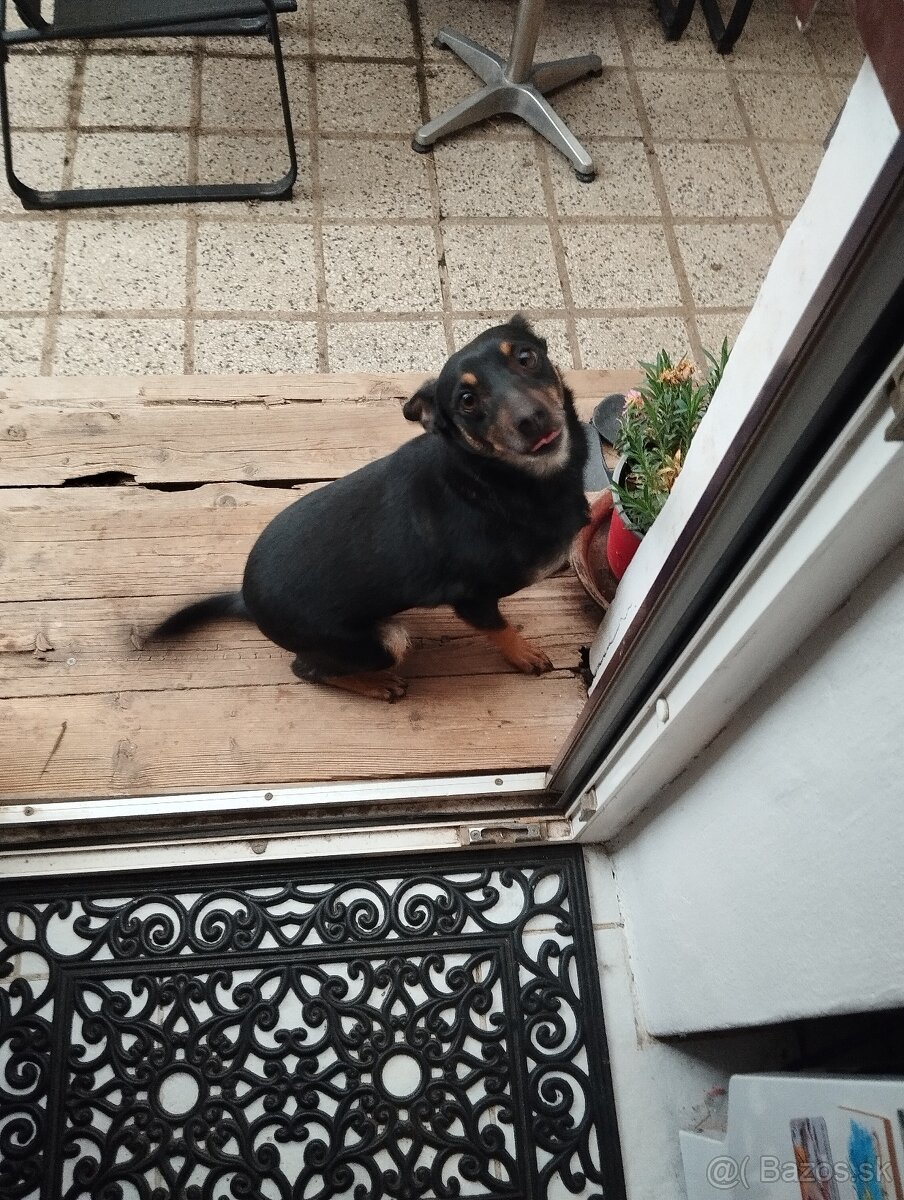 Darujem fenku 3ročnú - 3