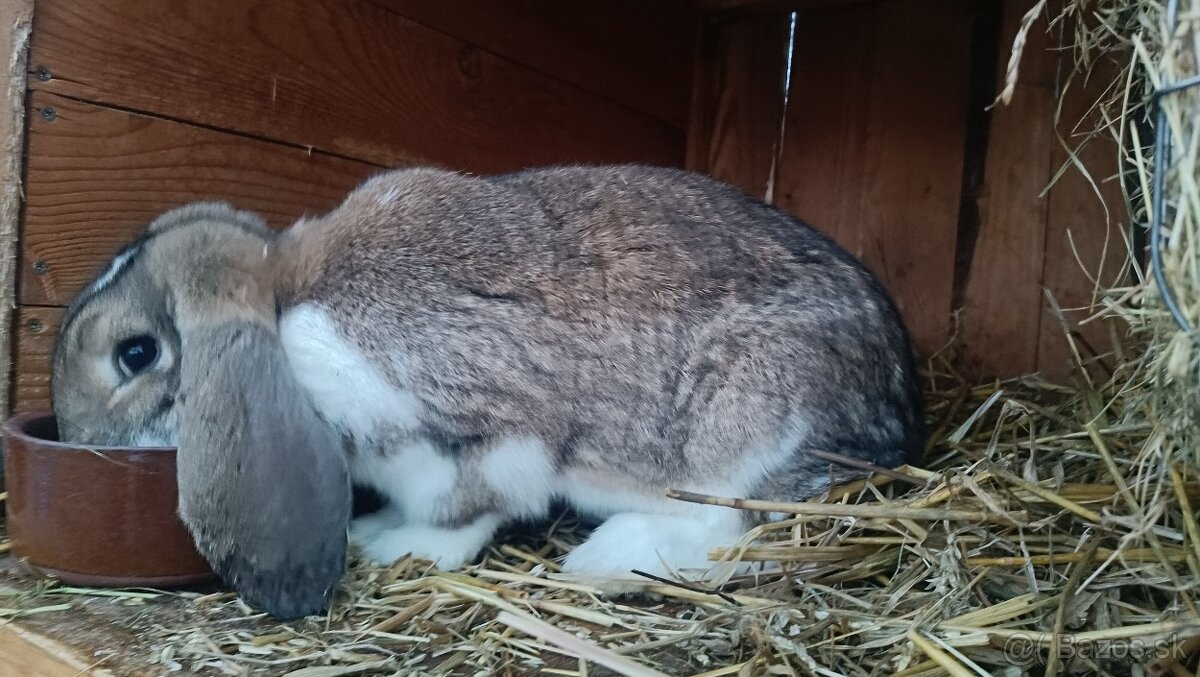 Francúzsky baran - 3