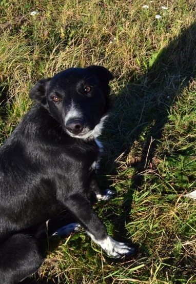 Krátkosrstá border kólia s PP - 3