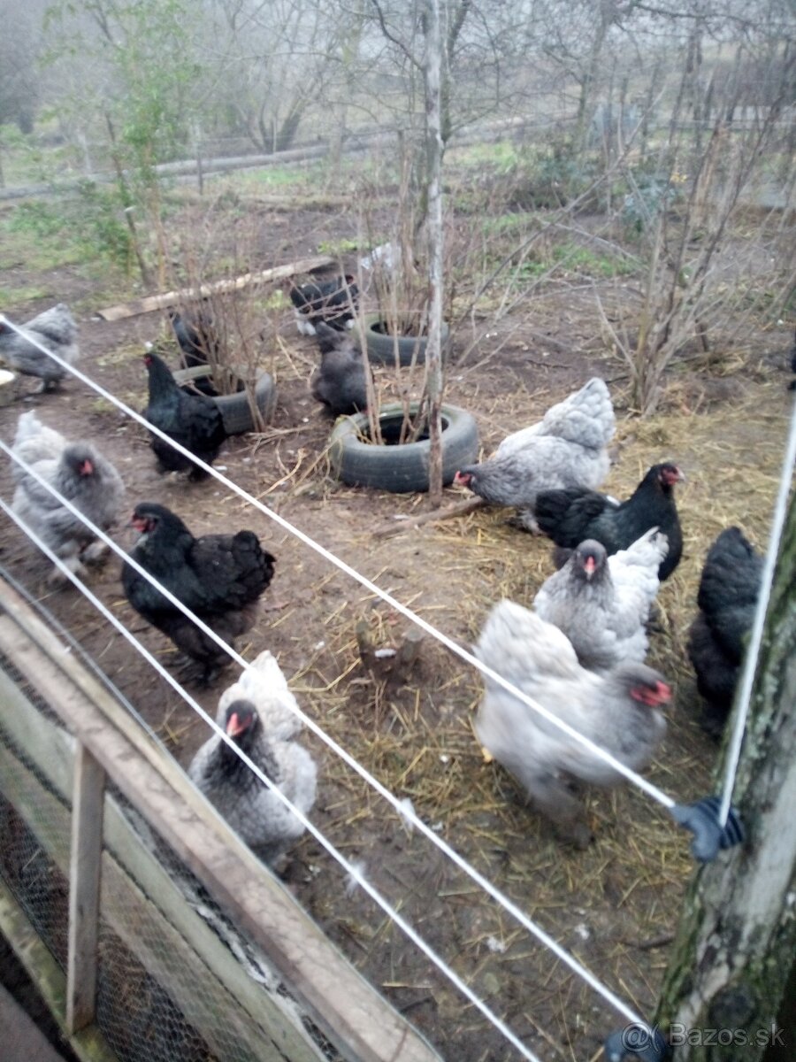 Brahmanka veľká NV - 3