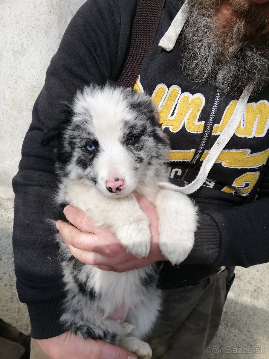 Borderkolia psíkovia - 3