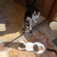 🐾 Mačiatka hľadajú milujúce domovy 🐾 - 3