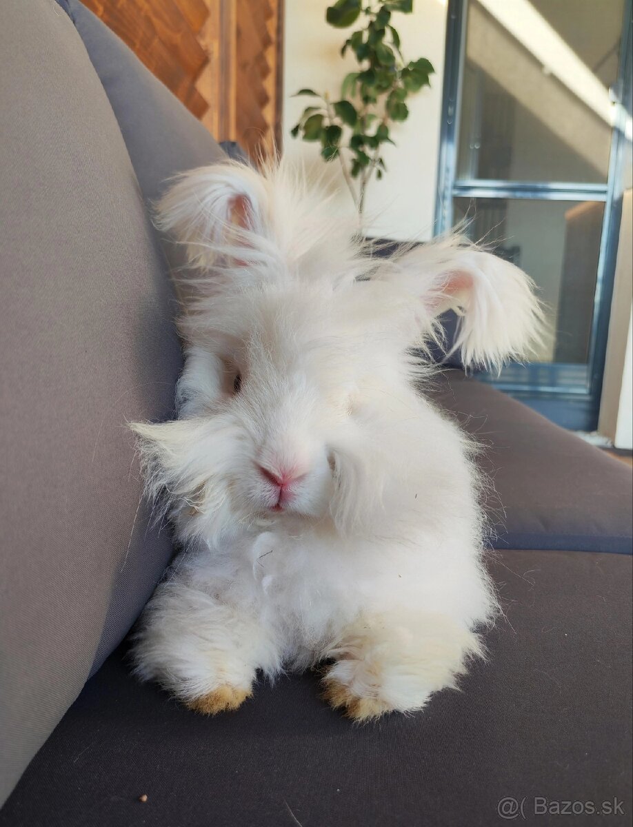 Anglická angora 🩵 - 3