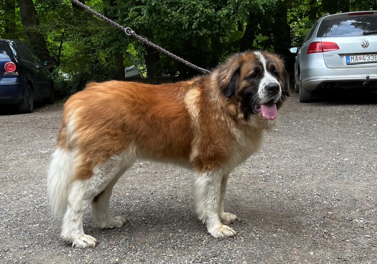 Ponúkame šteňata Moskovskeho strážneho psa s PP - 3