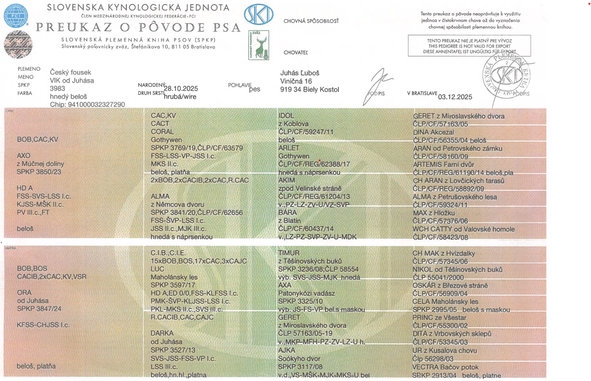 Český fúzač šteniatka - 3