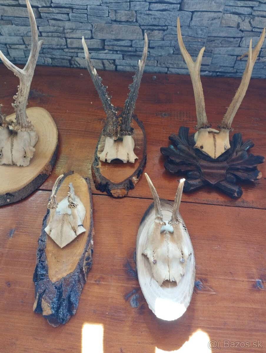 Predam,srncie trofeje - 3