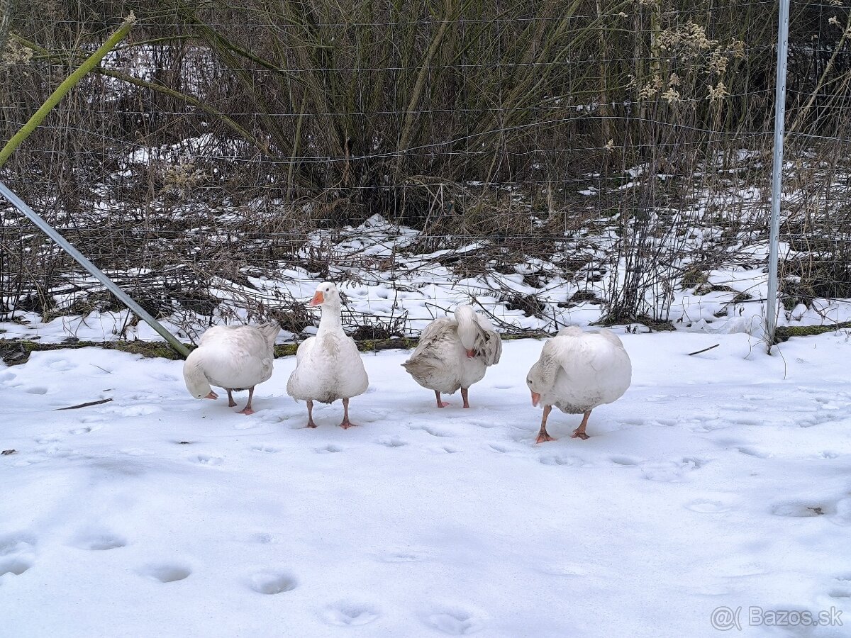 Slovenské husy - 3
