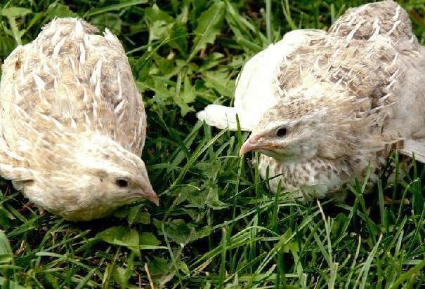 Japonské prepelice - predaj - 3