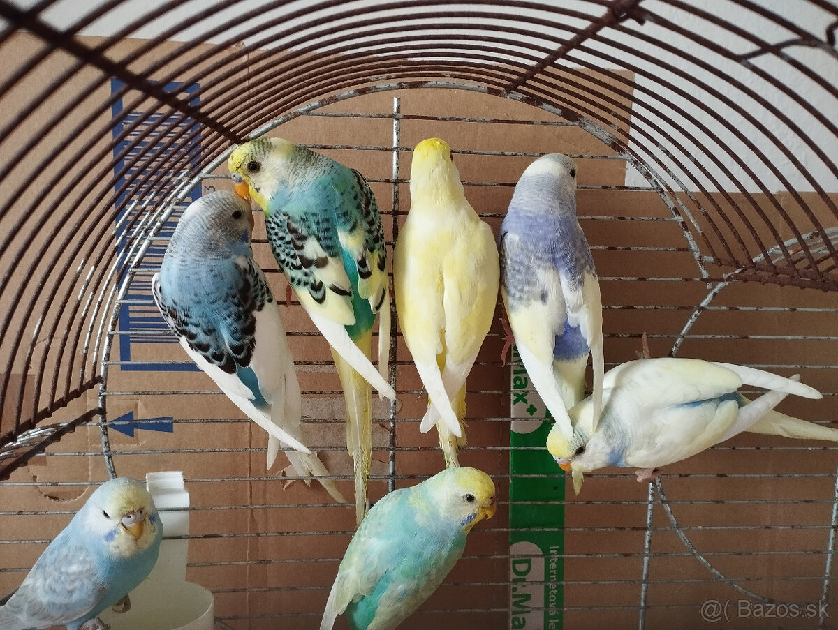 Predám andulky z búdok vyletané v auguste - 3