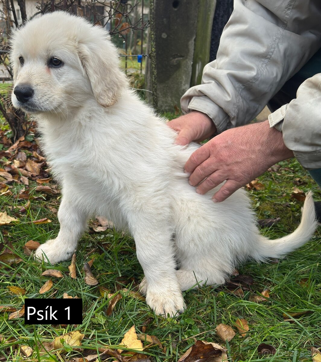 Slovenský čuvač - 3