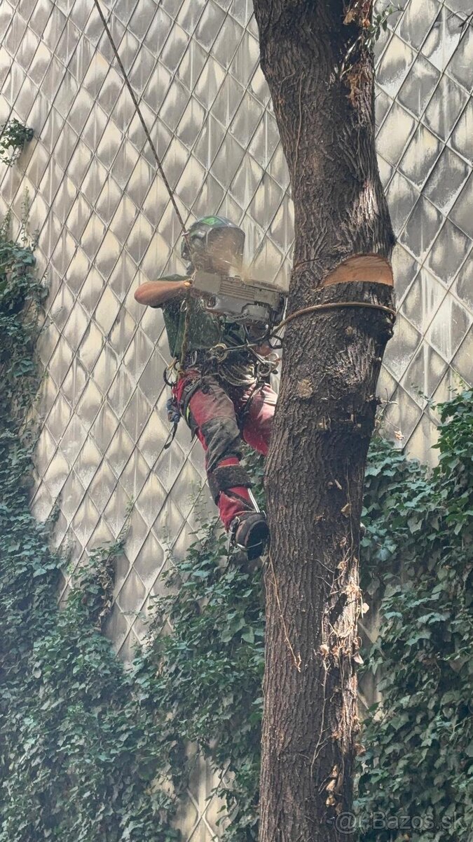 Výrub/orez stromov - 3