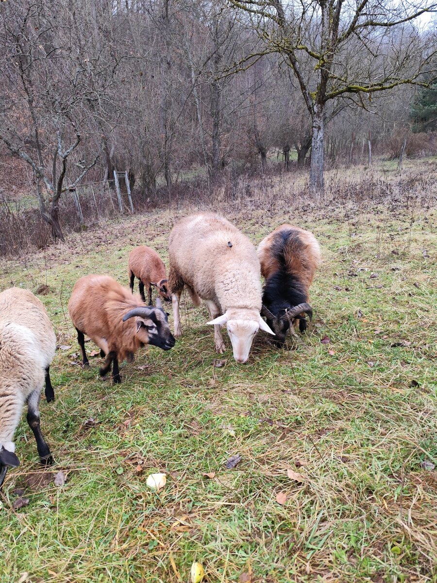 Baran Valaška 8 mesiacov - 3