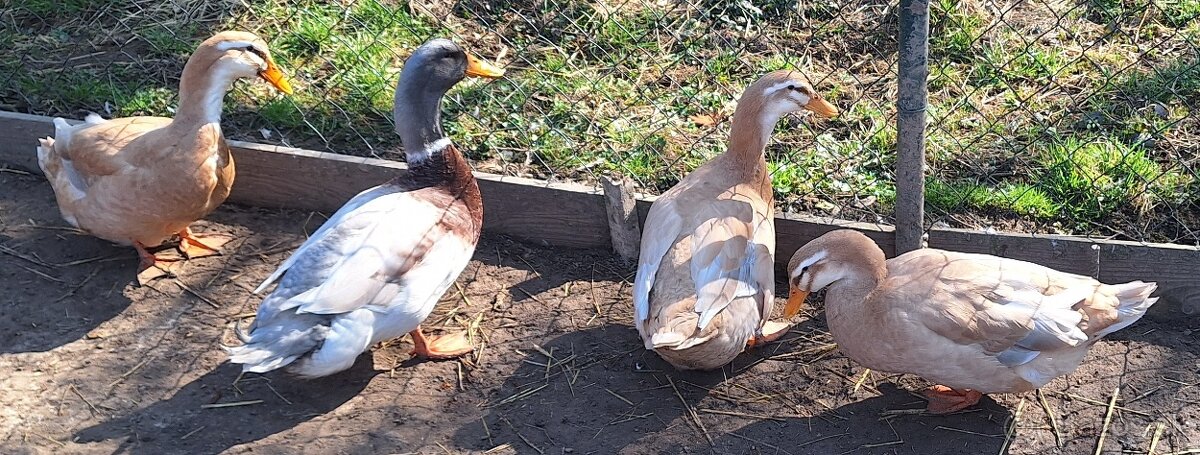Saské kačky NV - 3
