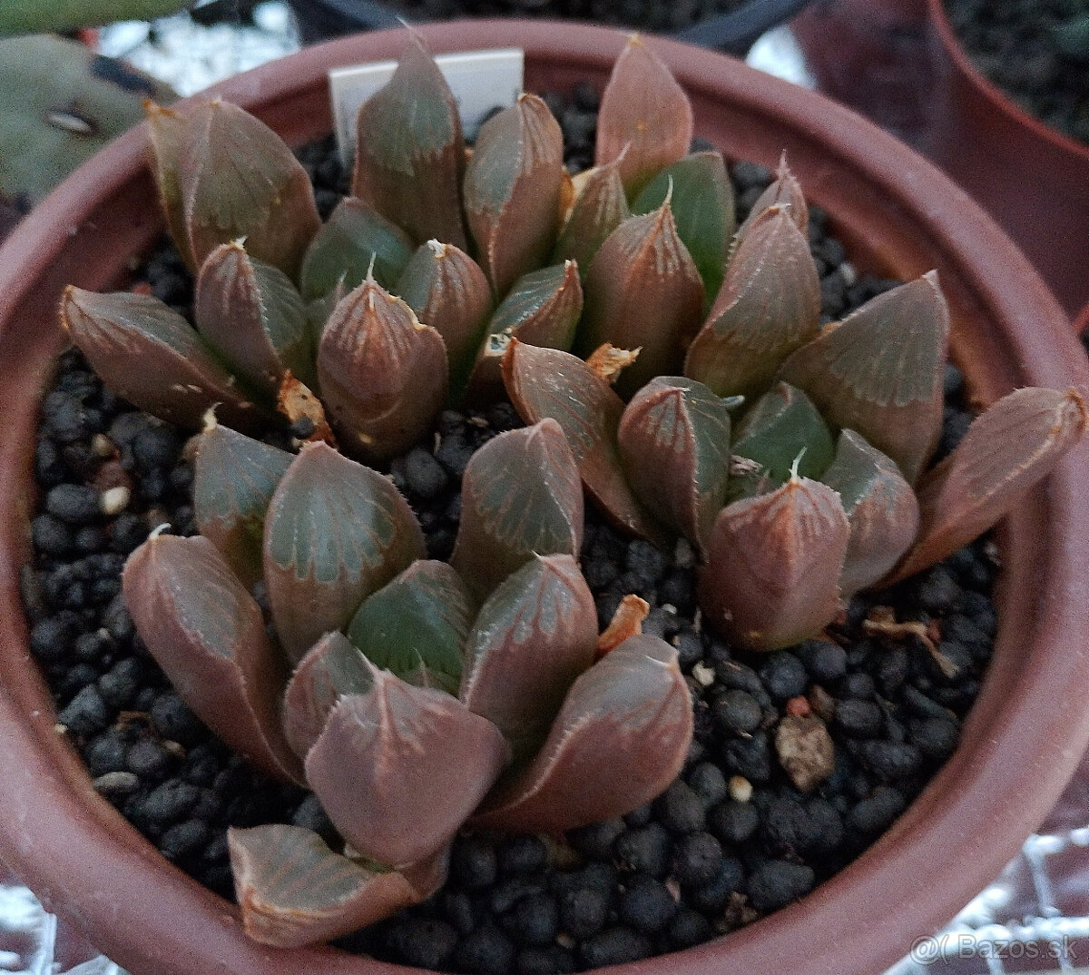 Haworthia - 3