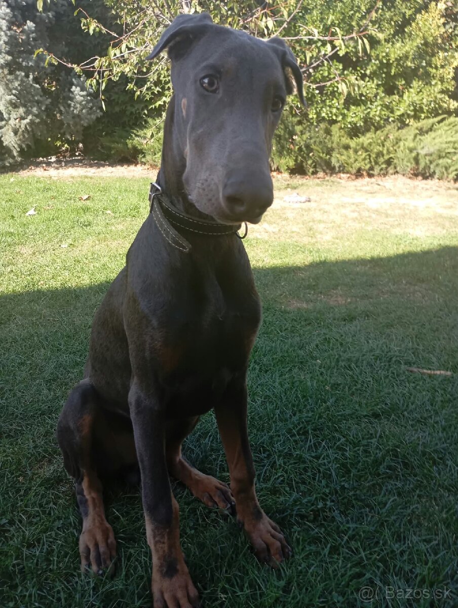 Šteniatko Dobermana - 3