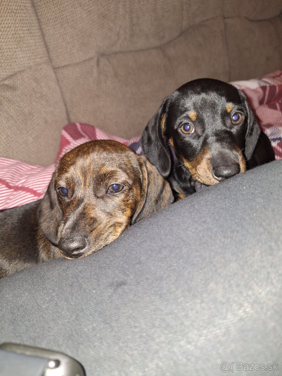 Krátkosrstý jazvecík - 3