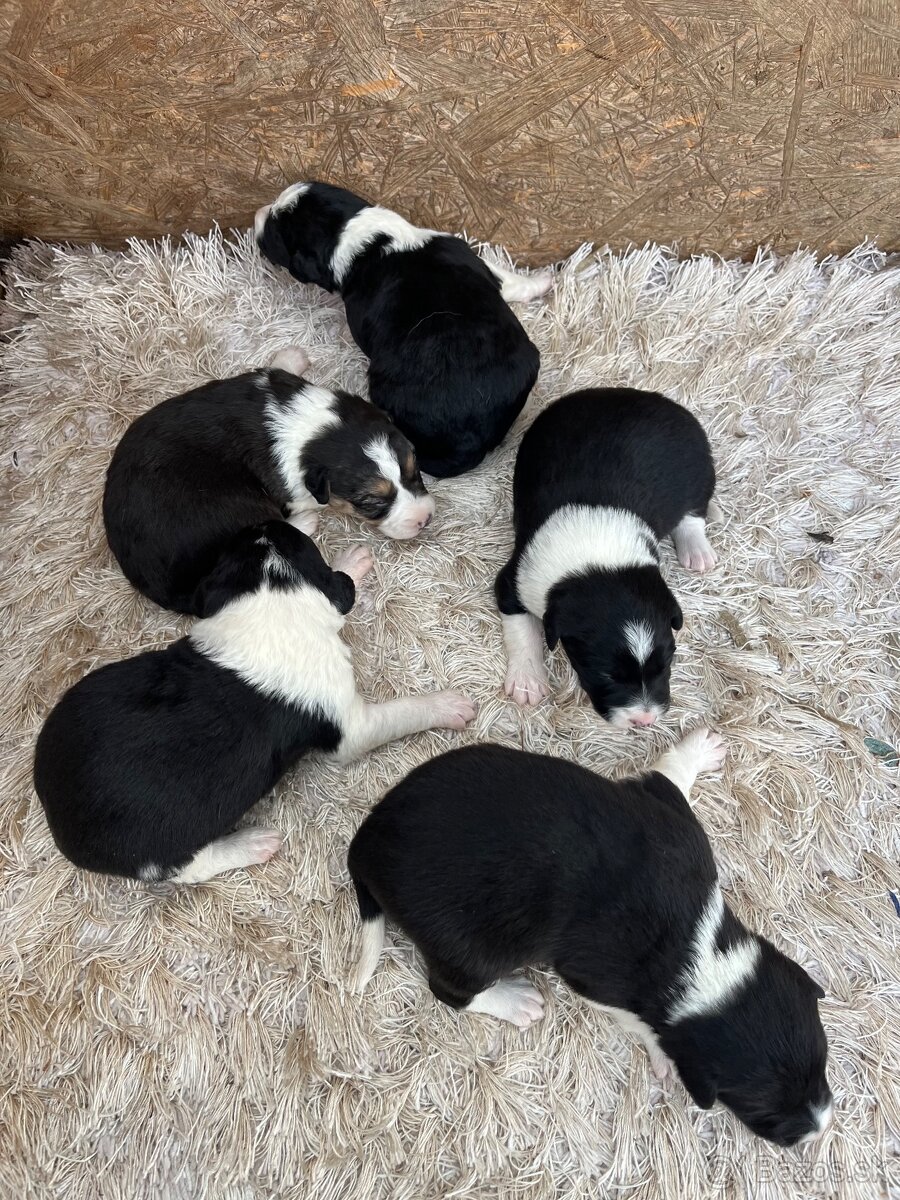 Predám šteniatka border kólie - 3