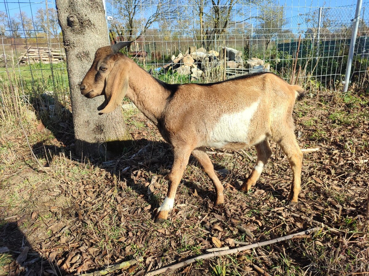 Anglonubijsky cap - 3