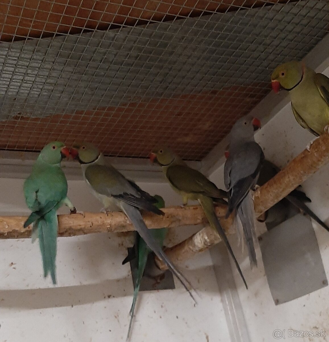 Alexander maly 2023 - 3