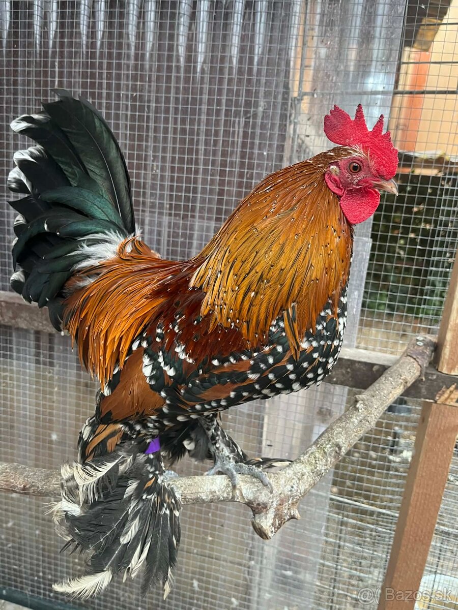 Predám Miflerky - 3